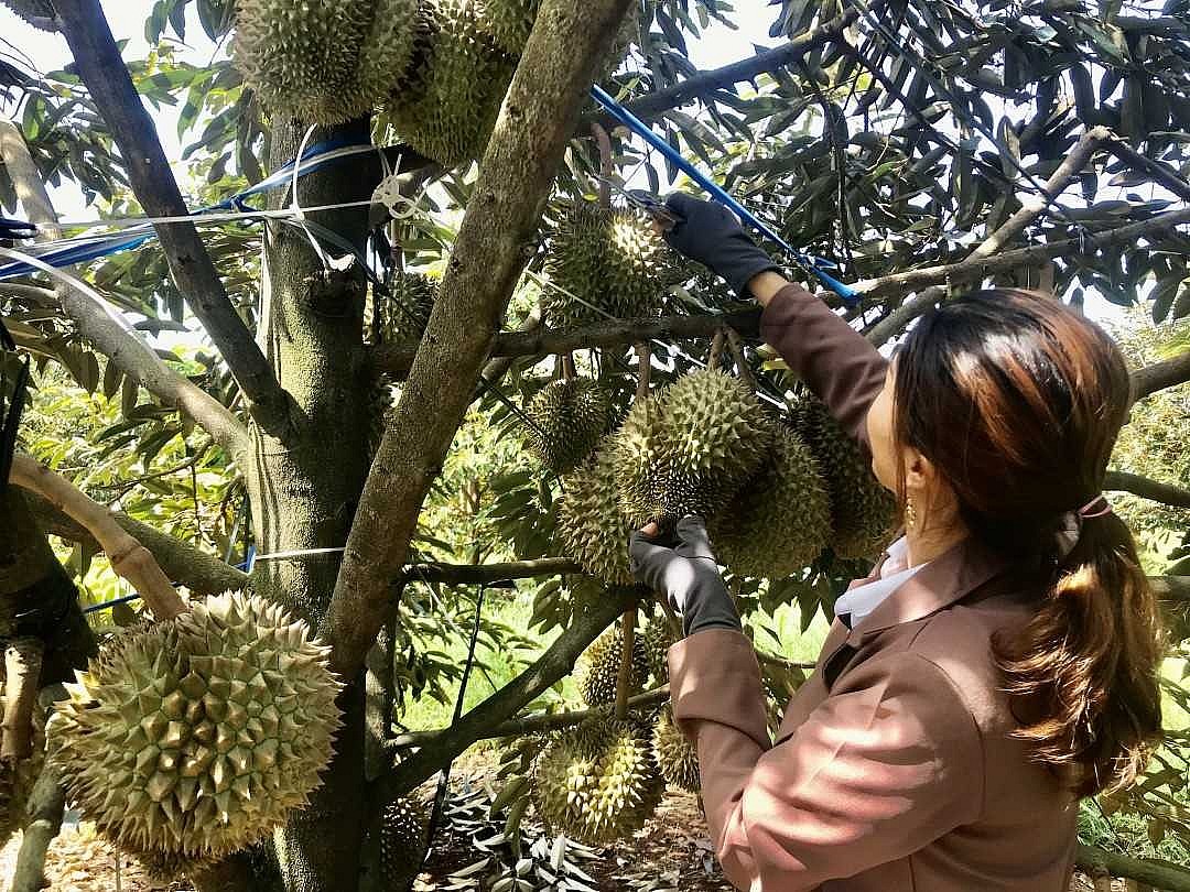 Xuất khẩu rau quả rộng cửa tại các thị trường lớn Xuất khẩu rau quả rộng cửa tại các thị trường lớn