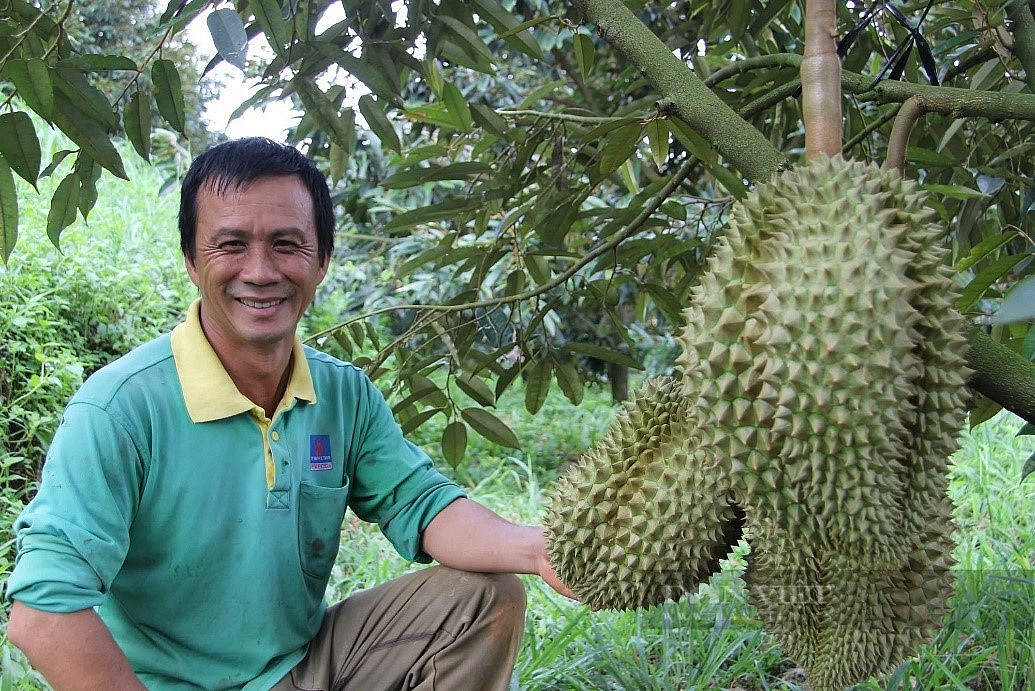 Sầu riêng đã trở thành cây trồng nổi bật, mang lại giá trị kinh tế cao