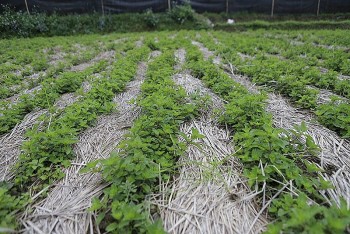 Cao Bằng: Nâng cao giá trị thương hiệu cho các sản phẩm từ thạch đen