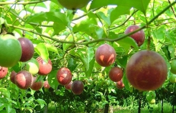 Thêm 4 Nghị định thư xuất khẩu nông sản sang Trung Quốc