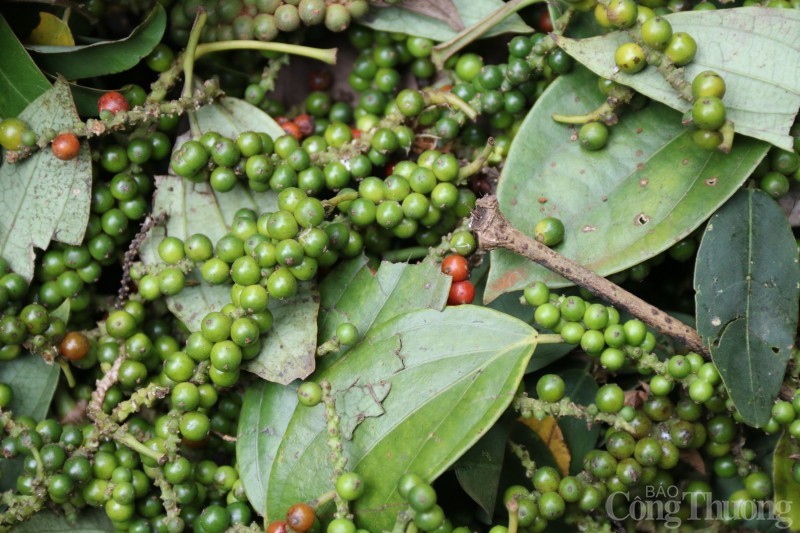 Dự báo giá tiêu 30/8/2024: Dự báo giá tiêu 30/8/2024: