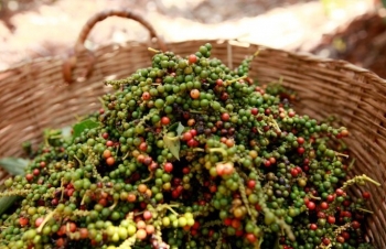 Giá hồ tiêu ổn định, nông dân vẫn kỳ vọng tăng cao hơn