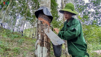 Giá cao su kỳ hạn tăng lên mức cao nhất trong vòng 13 năm