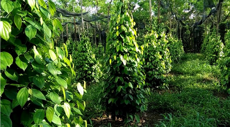 Giá tiêu hôm nay 4/9/2024: Giá tiêu hôm nay 4/9/2024: