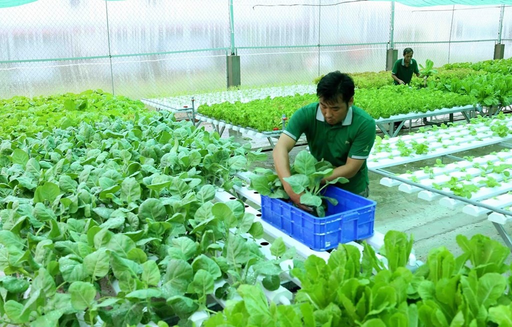 Doanh nghiệp sản xuất nông nghiệp hữu cơ gặp khó vì thiếu tiêu chuẩn Doanh nghiệp sản xuất nông nghiệp hữu cơ gặp khó vì thiếu tiêu chuẩn