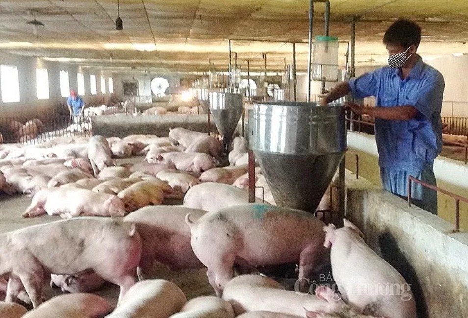 Giá heo hơi hôm nay 5/9: