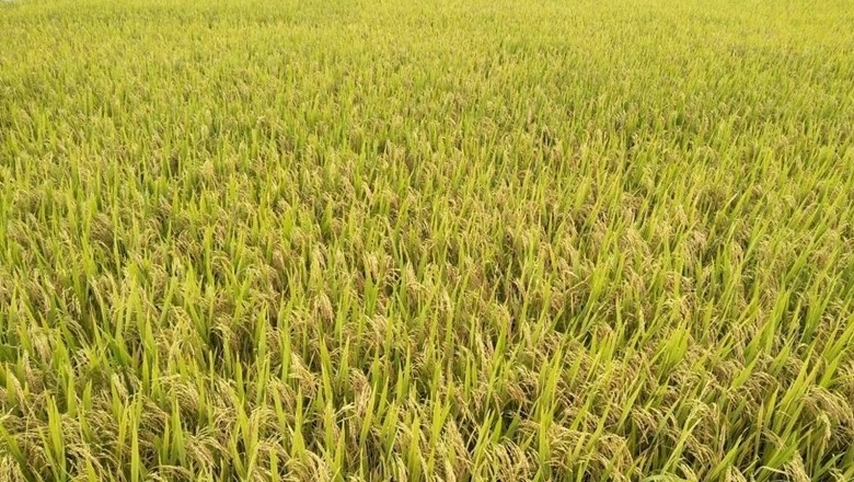 Giá lúa gạo hôm nay 7/9/2024: Giá lúa gạo hôm nay 7/9/2024: