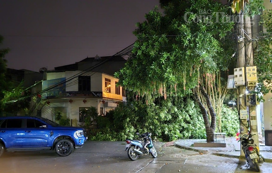 Người dân nói gì sau hàng trăm cây xanh ở thành phố Thanh Hóa đổ gãy? Người dân nói gì sau hàng trăm cây xanh ở thành phố Thanh Hóa đổ gãy?