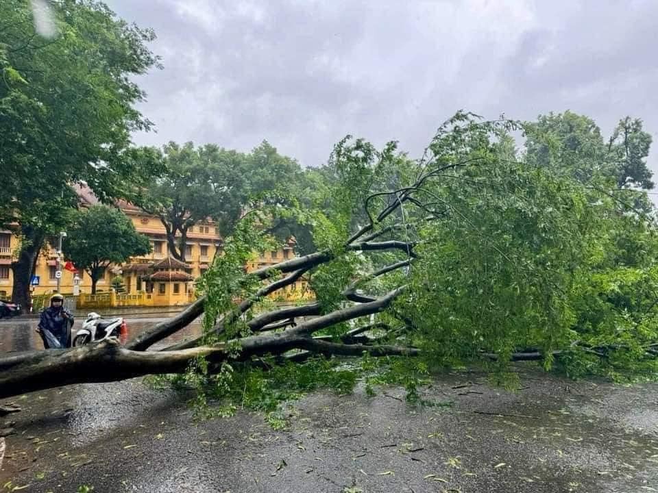 Hà Nội: Gần 3 nghìn cây xanh đổ, có phố cây đổ như ngả rạ Hà Nội: Gần 3 nghìn cây xanh đổ, có phố cây đổ như ngả rạ