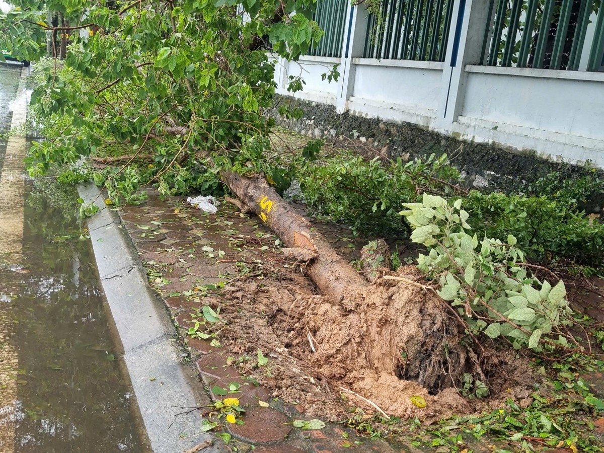 Hà Nội: Cây xanh trồng không gốc, lộ bất thường và những nguy hiểm rình rập Hà Nội: Cây xanh trồng không gốc, lộ bất thường và những nguy hiểm rình rập