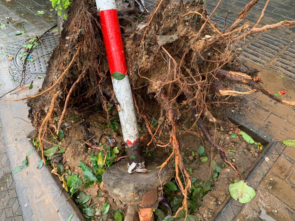 Hà Nội: Cây xanh trồng không gốc, lộ bất thường và những nguy hiểm rình rập Hà Nội: Cây xanh trồng không gốc, lộ bất thường và những nguy hiểm rình rập