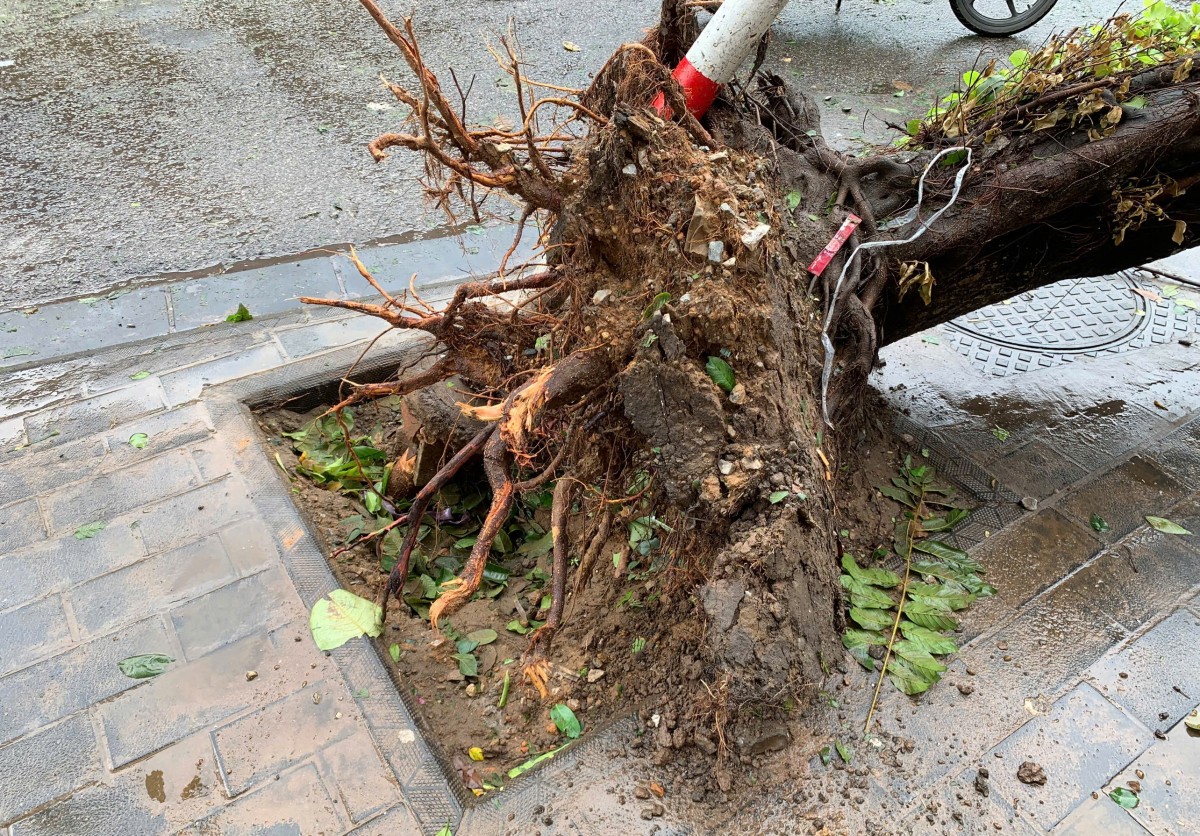 Hà Nội: Cây xanh trồng không gốc, lộ bất thường và những nguy hiểm rình rập Hà Nội: Cây xanh trồng không gốc, lộ bất thường và những nguy hiểm rình rập