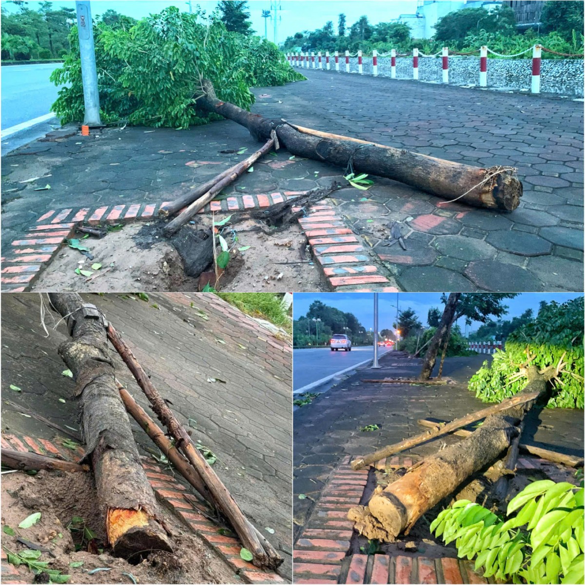 Hà Nội: Cây xanh trồng không gốc, lộ bất thường và những nguy hiểm rình rập Hà Nội: Cây xanh trồng không gốc, lộ bất thường và những nguy hiểm rình rập