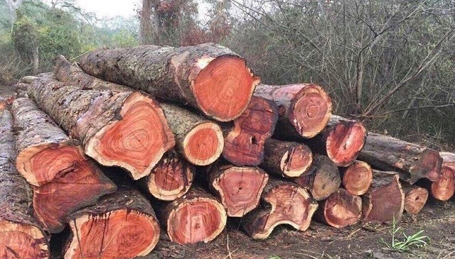 Hải quan TP. Hồ Chí Minh nghi ngờ Công ty TNHH Blaw và Cộng sự có dấu hiệu buôn lậu gỗ. Ảnh MH Hải quan TP. Hồ Chí Minh nghi ngờ Công ty TNHH Blaw và Cộng sự có dấu hiệu buôn lậu gỗ. Ảnh MH