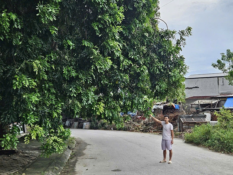 Người dân nói gì sau hàng trăm cây xanh ở thành phố Thanh Hóa đổ gãy? Người dân nói gì sau hàng trăm cây xanh ở thành phố Thanh Hóa đổ gãy?