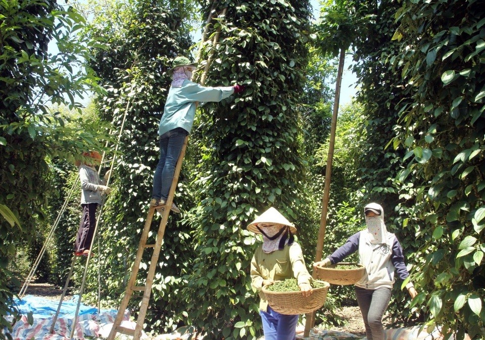 Dự báo giá tiêu 11/9/2024: Dự báo giá tiêu 11/9/2024: