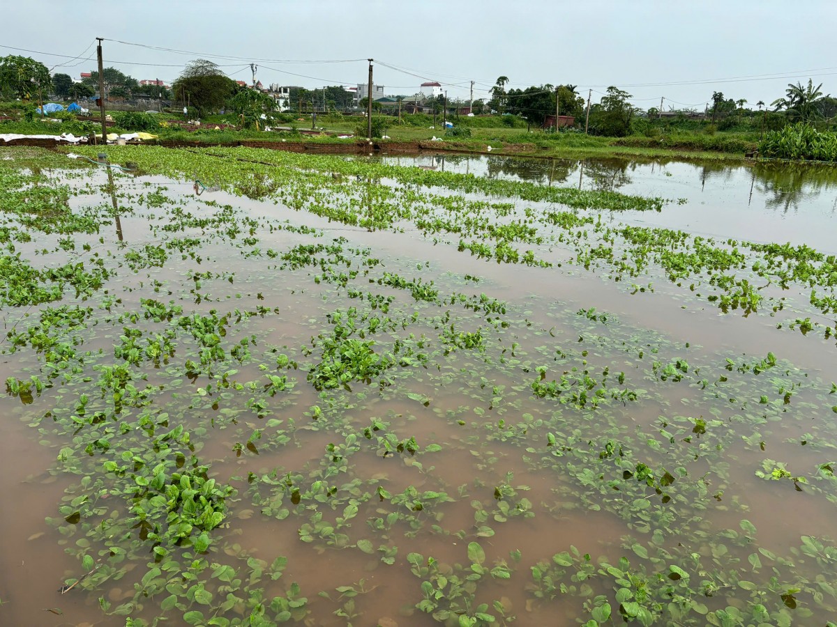 Hà Nội: Mưa lớn gây ngập úng, nhiều gia đình mất trắng vùng trồng rau Hà Nội: Mưa lớn gây ngập úng, nhiều gia đình mất trắng vùng trồng rau
