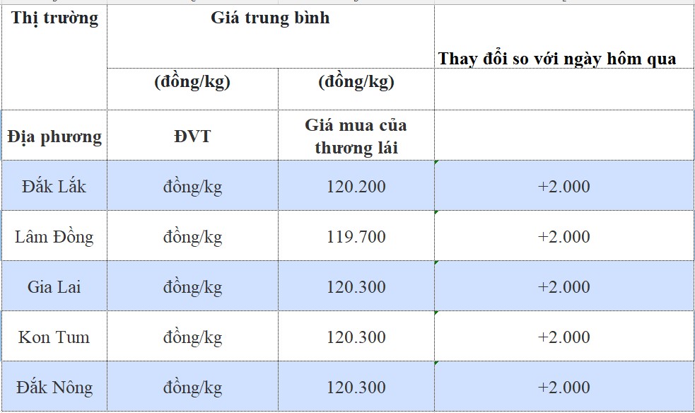 Giá cà phê hôm nay 11/9/2024: Giá cà phê hôm nay 11/9/2024: