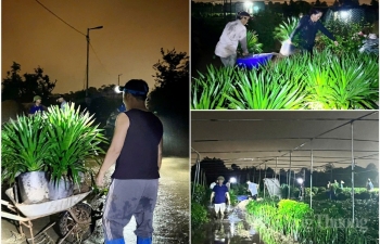 Hưng Yên: Nước sông Hồng dâng cao, người dân 'trắng đêm' đưa cây trồng, hoa màu cùng chạy lũ