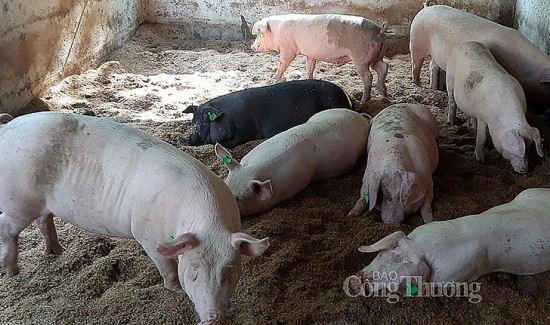Giá heo hơi hôm nay 12/9/2024: Giá heo hơi hôm nay 12/9/2024: