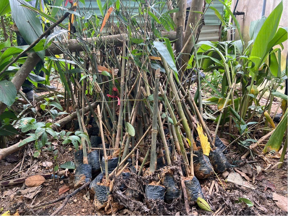 Việc hỗ trợ 4.400 cây giống tre Điền Trúc lấy măng góp phần tạo sinh kế bền vững cho người dân khu vực lòng hồ thủy điện A Vương Việc hỗ trợ 4.400 cây giống tre Điền Trúc lấy măng góp phần tạo sinh kế bền vững cho người dân khu vực lòng hồ thủy điện A Vương