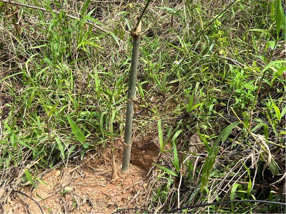 Cây giống tre Điền Trúc trồng tại thôn Zlao, xã Dang, huyện Tây Giang, tỉnh Quảng Nam Cây giống tre Điền Trúc trồng tại thôn Zlao, xã Dang, huyện Tây Giang, tỉnh Quảng Nam