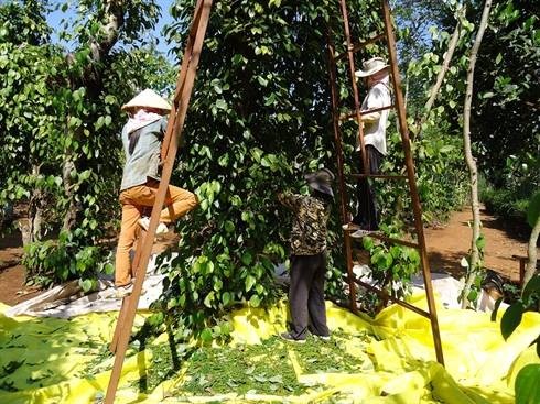 Giá tiêu hôm nay 13/9: Giá tiêu hôm nay 13/9: