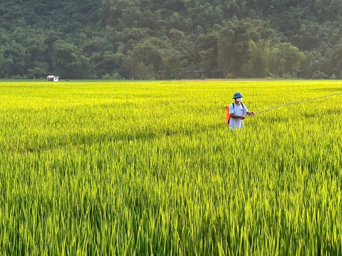 Giá lúa gạo hôm nay 13/9/2024: Giá lúa gạo hôm nay 13/9/2024: