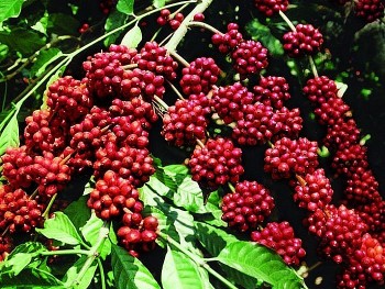 Giải pháp nào cho ngành cà phê trước yêu cầu EU không nhập khẩu sản phẩm từ nơi rừng bị tàn phá