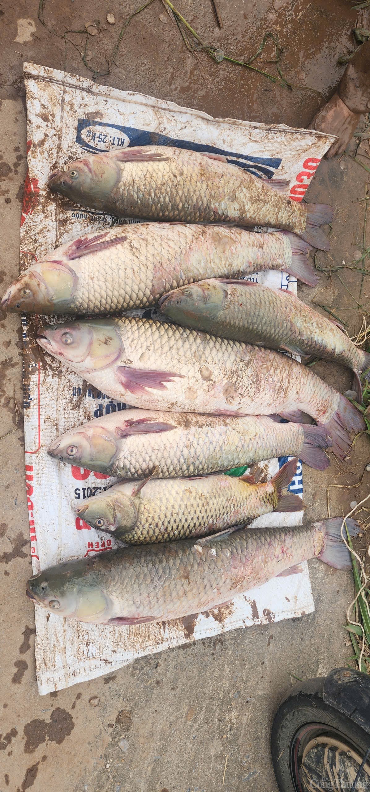 Hải Dương: Khẩn trương hỗ trợ, thu hoạch cá để giảm thiểu thiệt hại