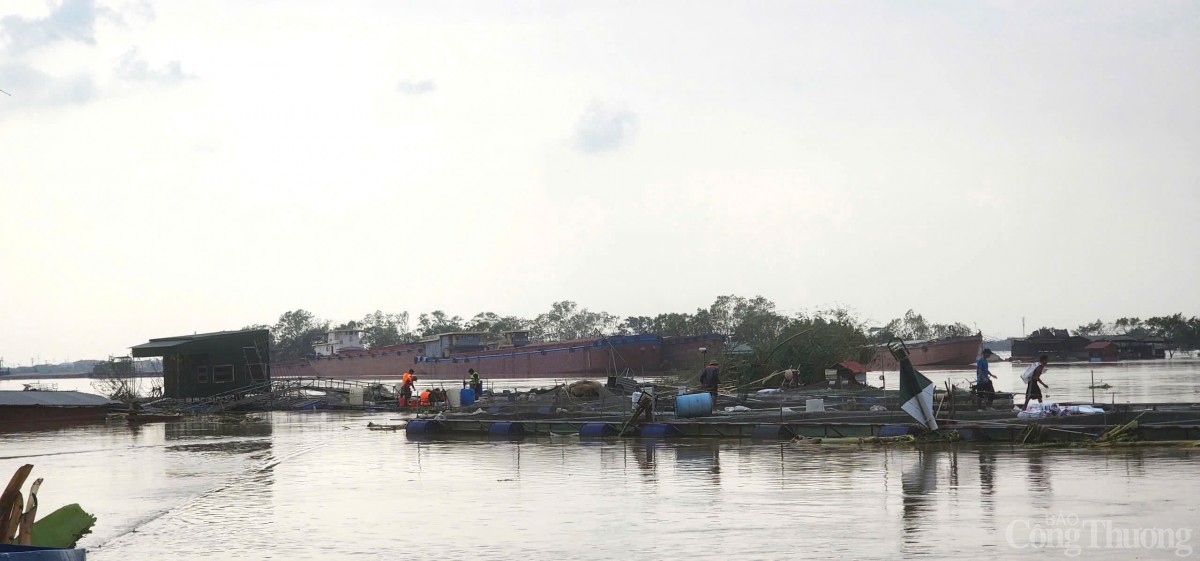 Hải Dương: Khẩn trương hỗ trợ, thu hoạch cá để giảm thiểu thiệt hại