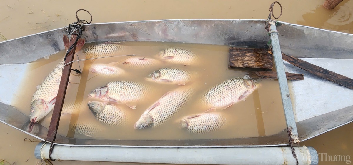 Hải Dương: Khẩn trương hỗ trợ, thu hoạch cá để giảm thiểu thiệt hại