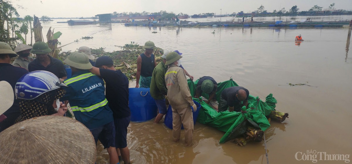 Hải Dương: Khẩn trương hỗ trợ, thu hoạch cá để giảm thiểu thiệt hại