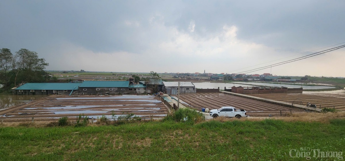 Hải Dương: Khẩn trương hỗ trợ, thu hoạch cá để giảm thiểu thiệt hại