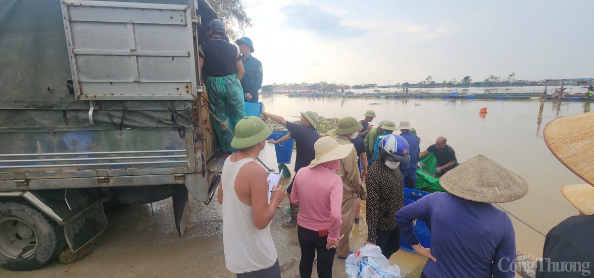 Hải Dương: Khẩn trương hỗ trợ, thu hoạch cá để giảm thiểu thiệt hại