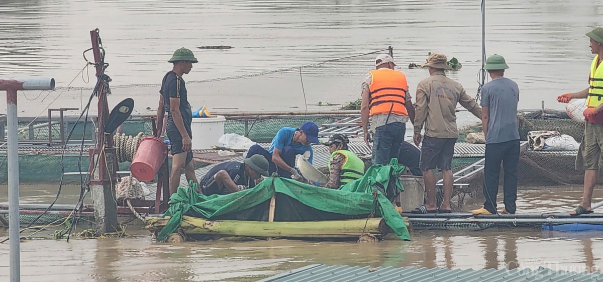 Hải Dương: Khẩn trương hỗ trợ, thu hoạch cá để giảm thiểu thiệt hại