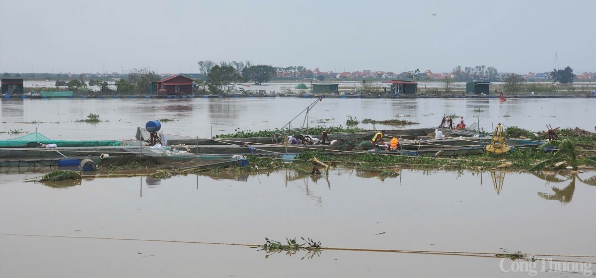 Hải Dương: Khẩn trương hỗ trợ, thu hoạch cá để giảm thiểu thiệt hại
