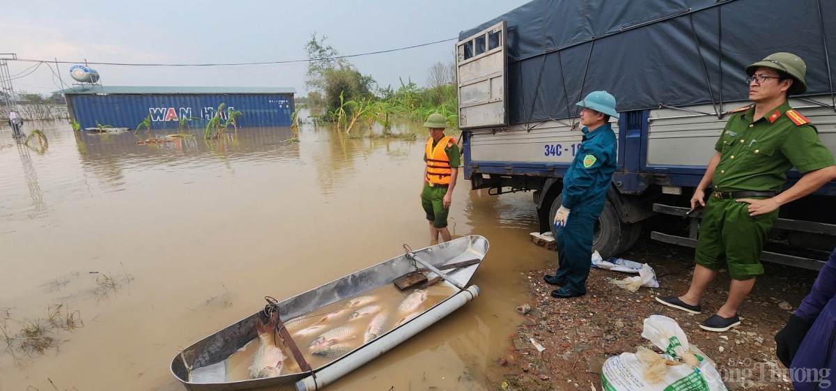 Hải Dương: Khẩn trương hỗ trợ, thu hoạch cá để giảm thiểu thiệt hại