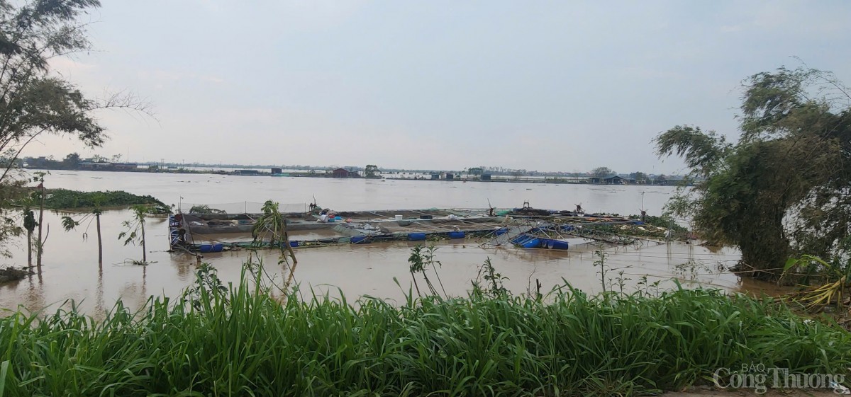 Hải Dương: Khẩn trương hỗ trợ, thu hoạch cá để giảm thiểu thiệt hại