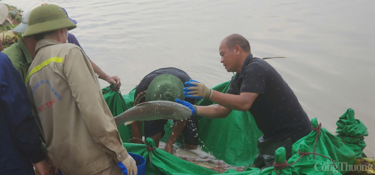 Hải Dương: Khẩn trương hỗ trợ, thu hoạch cá để giảm thiểu thiệt hại