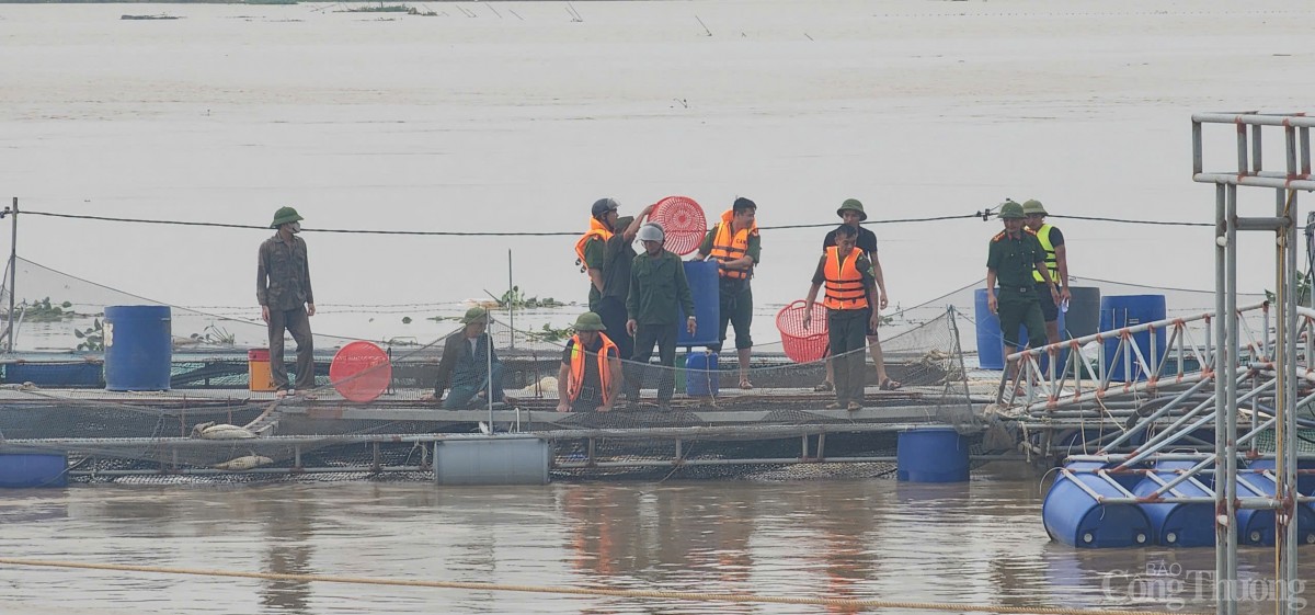 Hải Dương: Khẩn trương hỗ trợ, thu hoạch cá để giảm thiểu thiệt hại