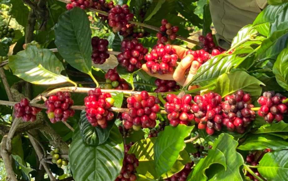 Giá cà phê hôm nay 15/9: Giá cà phê hôm nay 15/9: