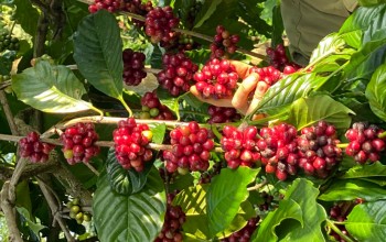 Giá cà phê hôm nay 15/9/2024: Lần đầu tiên trong lịch sử, giá xuất khẩu cà phê đã vượt qua 5.000 USD/tấn