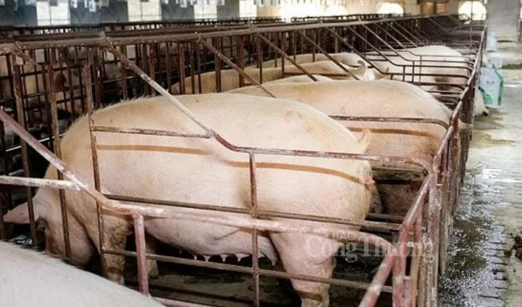 Giá heo hơi hôm nay 15/9: Giá heo hơi hôm nay 15/9: