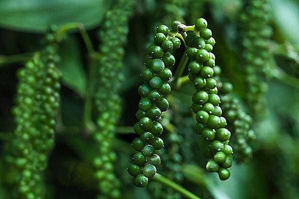 Giá tiêu liên tục tăng cao trong những tuần gần đây do nhu cầu thị trường vẫn ở mức cao Giá tiêu liên tục tăng cao trong những tuần gần đây do nhu cầu thị trường vẫn ở mức cao