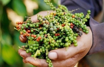 Giá hồ tiêu điều chỉnh giảm do nhu cầu từ các thị trường suy yếu