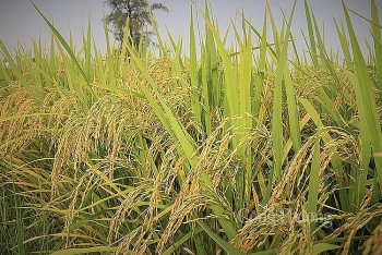 Giá lúa gạo hôm nay 17/9: Giá gạo tăng từ 100 -150 đồng/kg, giá lúa biến động trái chiều