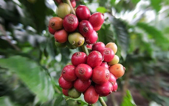 giá robusta và arabica thế giới khi được củng cố bởi nguồn cung khan hiếm trên thị trường. giá robusta và arabica thế giới khi được củng cố bởi nguồn cung khan hiếm trên thị trường.