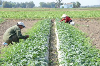 Ninh Thuận chú trọng phát triển nông nghiệp bền vững