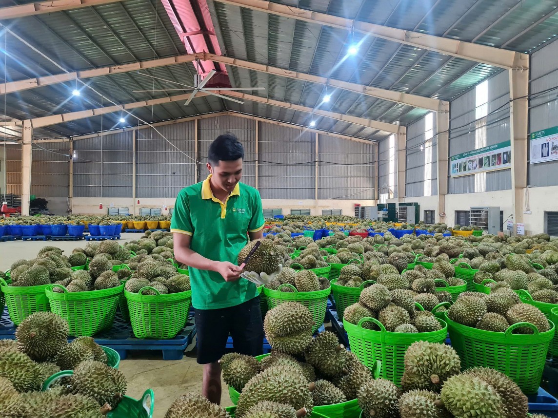 Nhập khẩu sầu riêng tươi của Trung Quốc dự kiến vượt 10 tỷ USD Nhập khẩu sầu riêng tươi của Trung Quốc dự kiến vượt 10 tỷ USD